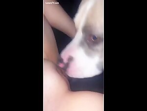 Des amateurs de zoofilia en pleine action! Une belle chatte se la coule avec un chien dans cette vidéo extrême.